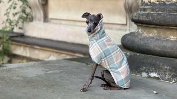 Greyhounds