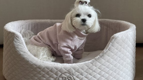 Small dogs