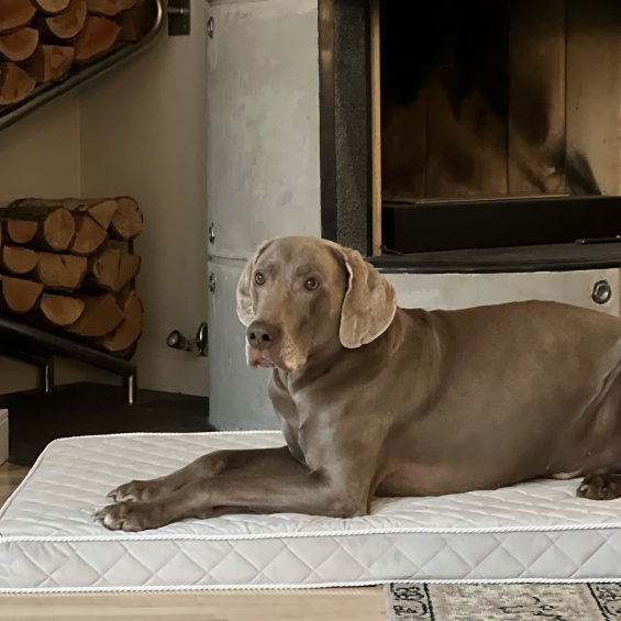 Bed Milan grey