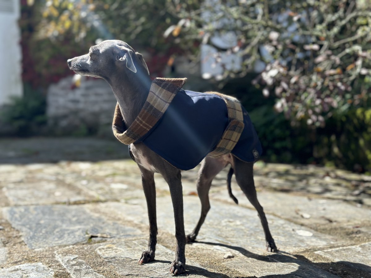 Goretex coat navy blue Greyhounds Clothing Pet Urban Style